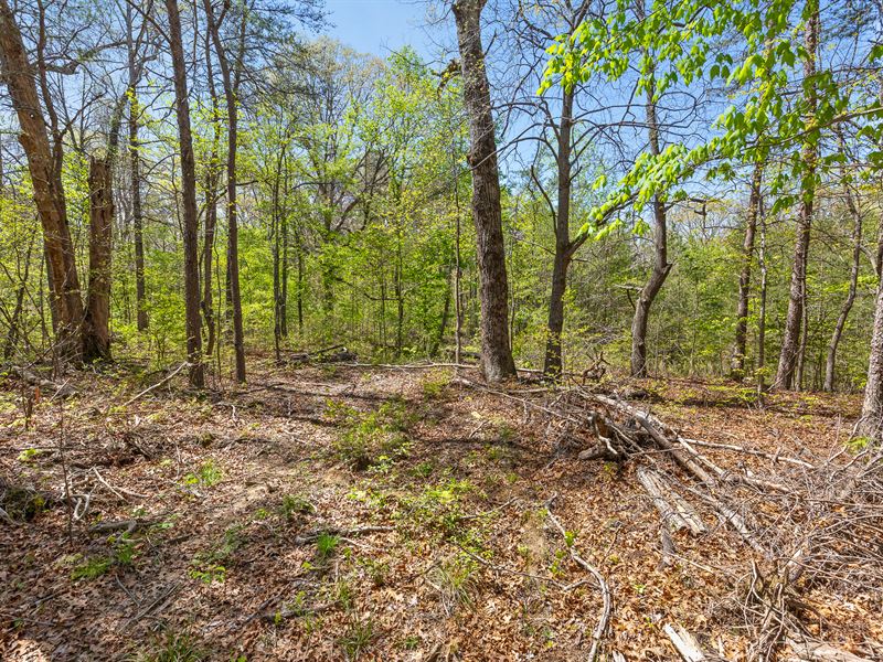 Desirable Signal Mountain Acreage : Signal Mountain : Sequatchie County : Tennessee