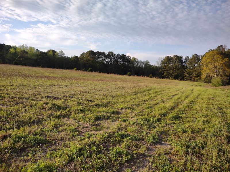 Nine Acre Gallup : Zion Chapel : Coffee County : Alabama