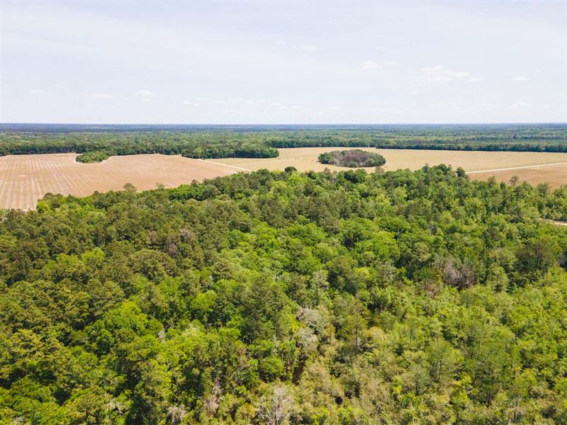 5+/- to 65+/- Ac Old River Rd South : Brooklet : Bulloch County : Georgia