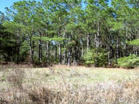 Rockridge Road 10 Acres : Lakeland : Polk County : Florida