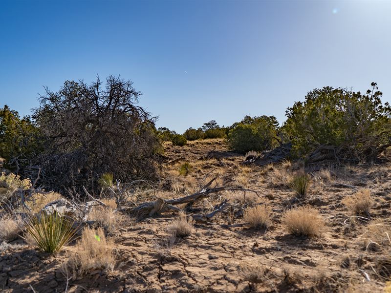 Secluded Lot, Arizona Park Estates : Chambers : Apache County : Arizona