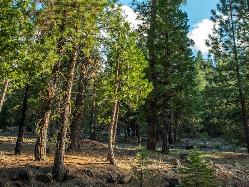 Own Land Today, $200 Down : Alturas : Modoc County : California