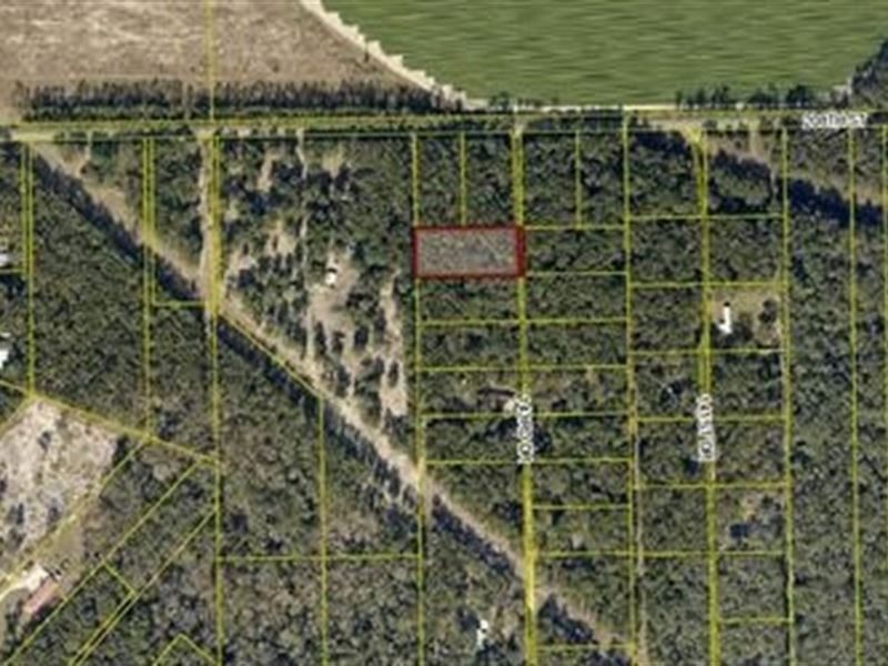 Near Suwannee River : O'brien : Suwannee County : Florida