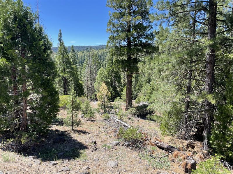 Wooded Privacy, $200/Down : Alturas : Modoc County : California