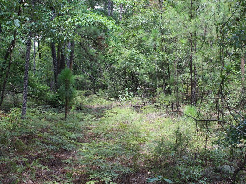 Pine Level Estates Homesite, C : Pine Level : Autauga County : Alabama