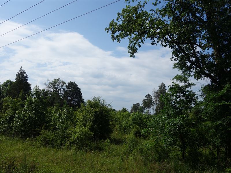 Wooded Acreage : Winnsboro : Fairfield County : South Carolina