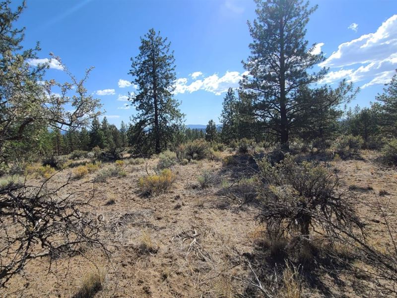 Beautiful Wooded Lot : Beatty : Klamath County : Oregon