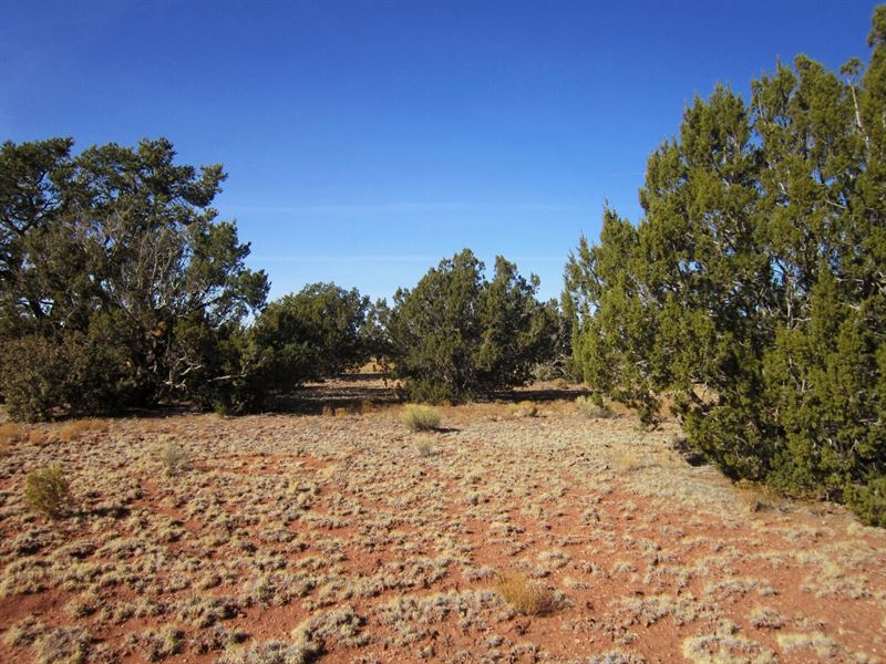 Construct Your New Ranch House Here : Williams : Coconino County : Arizona