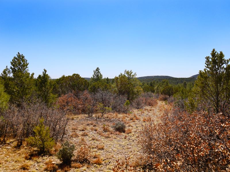 Ideal Place to Build a Dream House : Timberon : Otero County : New Mexico