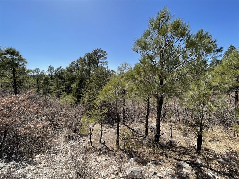 .51 Acre of Wooded Lot in Timberon : Timberon : Otero County : New Mexico