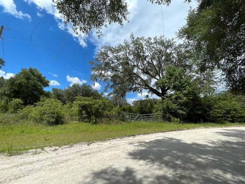 20 Acres Ready for Your Dream Home : Trenton : Levy County : Florida