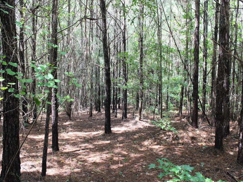 Wooded Homesite Near Auburn : Auburn : Macon County : Alabama