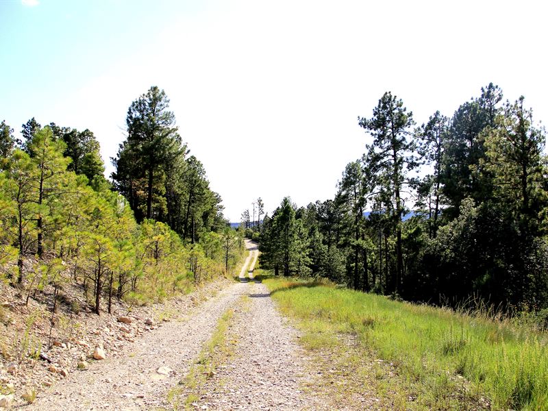 .251 Acre in Nm, Just $49 Down : Timberon : Otero County : New Mexico