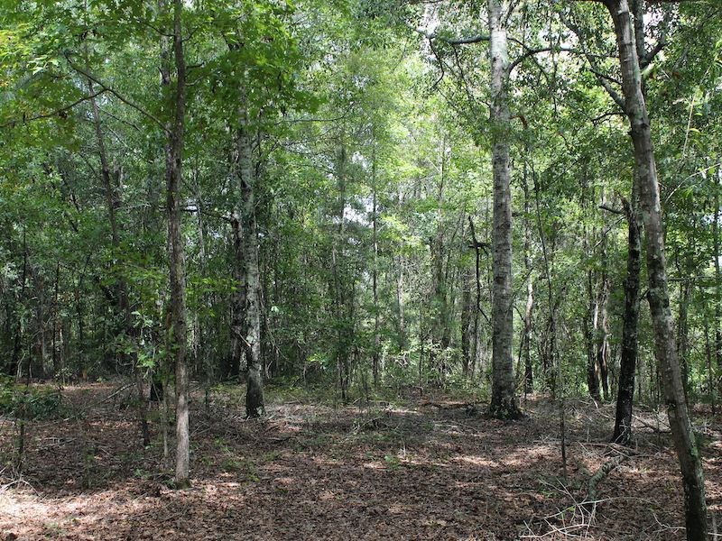 Wooded Homesite Near Auburn : Tuskegee : Macon County : Alabama