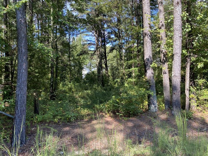 4 Acre Lot on Mail Route Road : Moulton : Lawrence County : Alabama