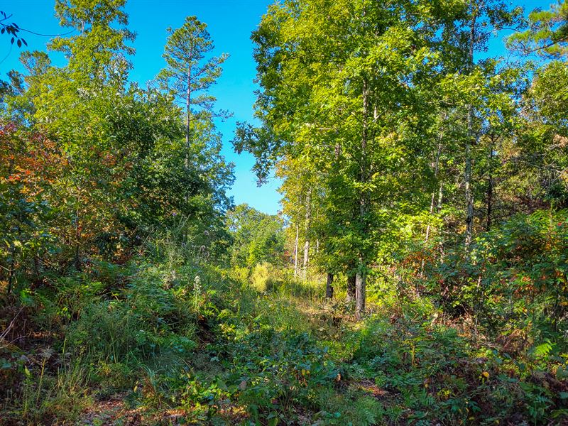 Private Driveway, Away From Society : Birch Tree : Shannon County : Missouri