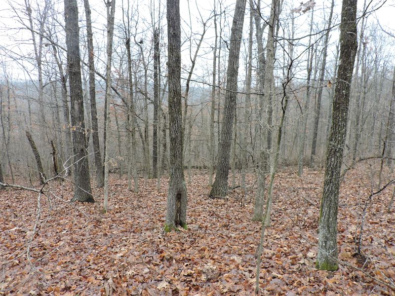 Wooded Hunting Land : Warm Springs : Randolph County : Arkansas
