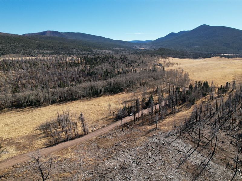 1.18 Ac, Forbes Park, CO $99 Down : Fort Garland : Costilla County : Colorado
