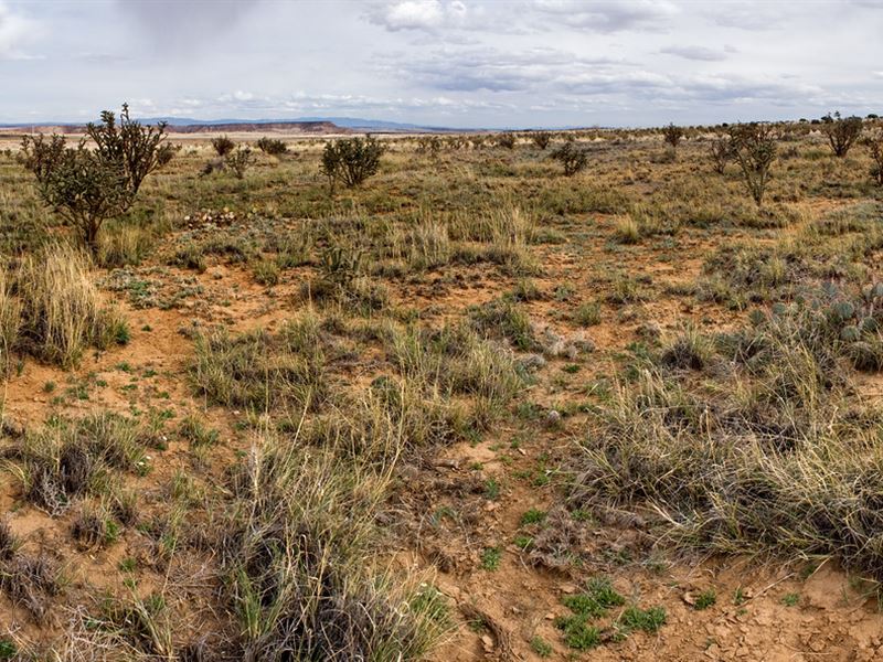 Imagine Calling This Your Land : Belen : Valencia County : New Mexico