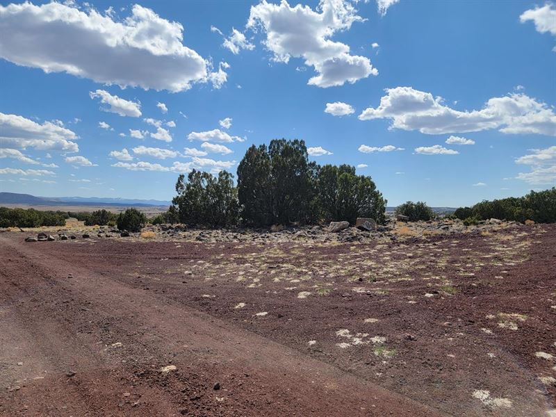 Semi Forested 1 Acre Corner Lot : Concho : Apache County : Arizona