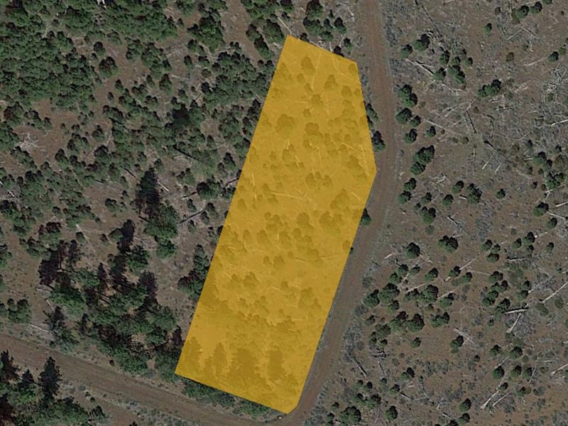 Treed Property in Alturas, CA : Alturas : Modoc County : California