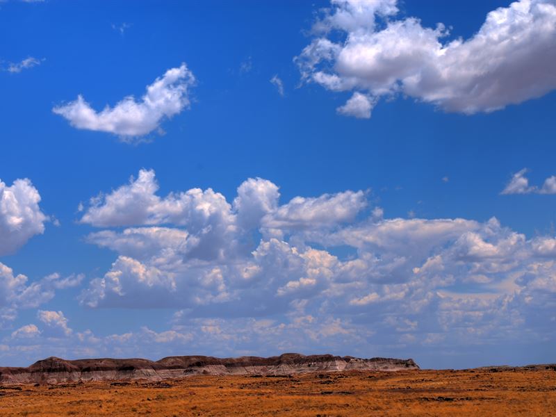 Grab This 4.1 Acre Escape in AZ : Sanders : Apache County : Arizona