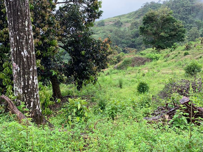 Small Mountain Farm with River : Pejibaye De Cartago : Costa Rica