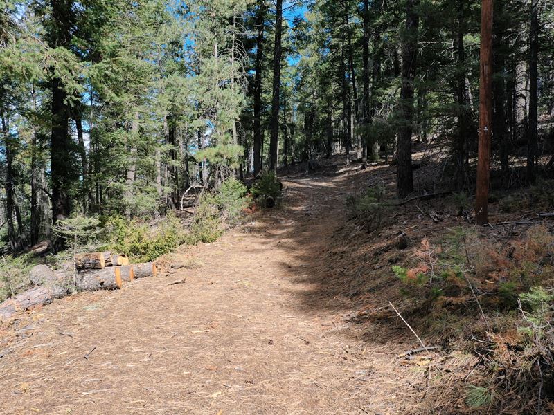 .938 Acre in Cloudcroft, NM : Cloudcroft : Otero County : New Mexico