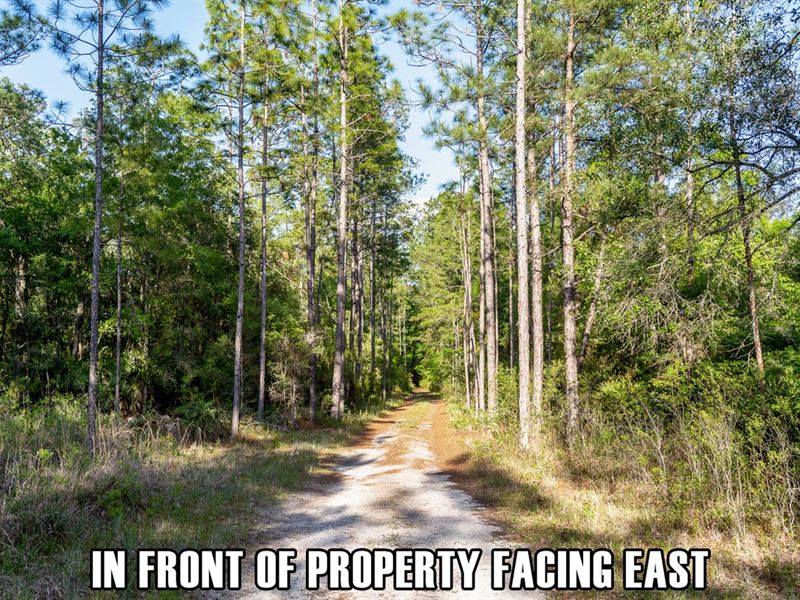 Great Off-Grid Recreational Parcel : Branford : Suwannee County : Florida