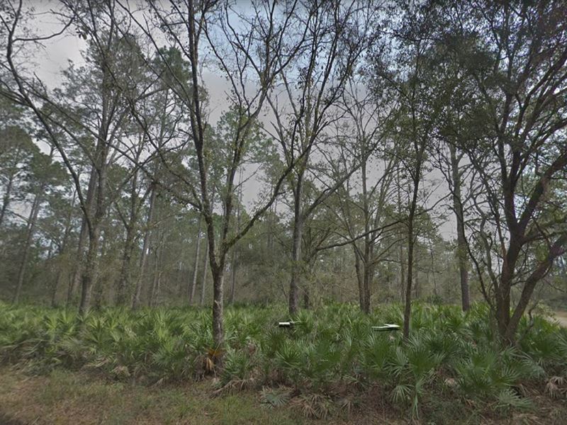 Corner Lot on Quiet Country Rd : Hastings : Saint Johns County : Florida