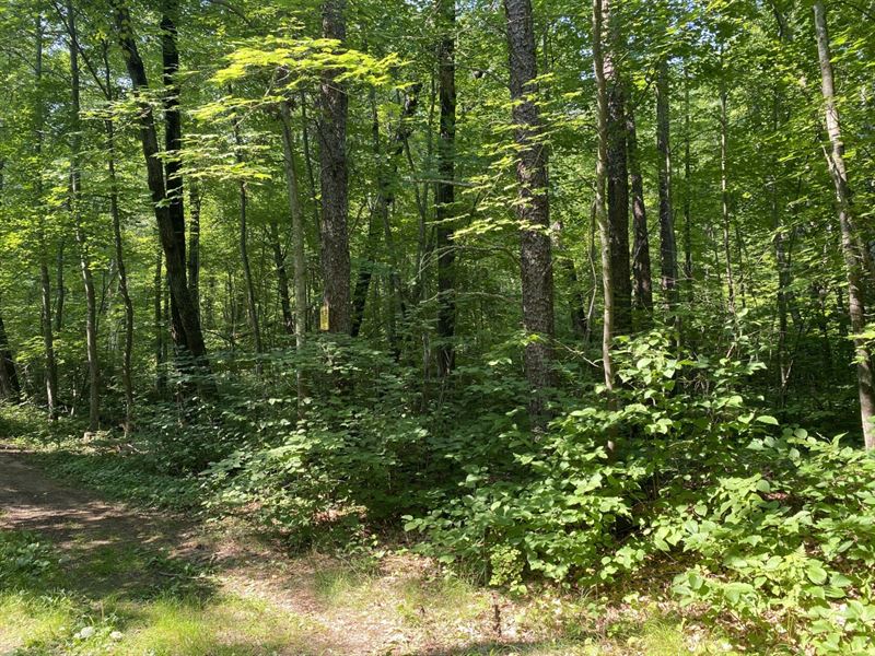 Quiet, Wooded, & Private Property : Pequot Lakes : Crow Wing County : Minnesota