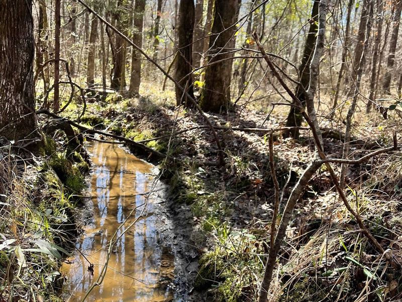 4 Acres Lee Road 175 : Salem : Lee County : Alabama