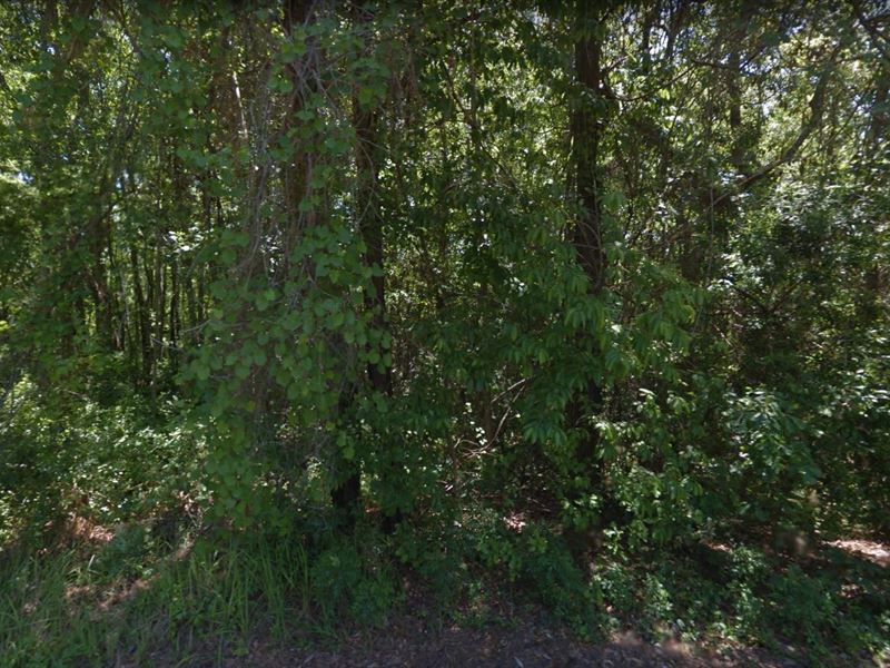 .38 Acre Lot for Sale in Freeport : Freeport : Walton County : Florida