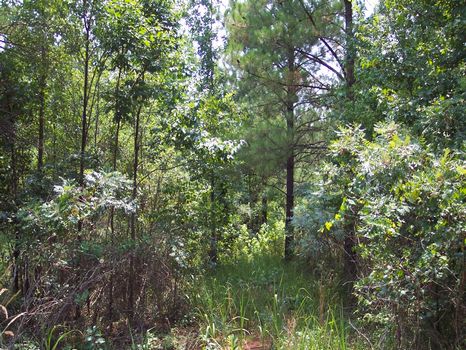 Briarrose Ginn Resort Community : White Plains : Hancock County : Georgia