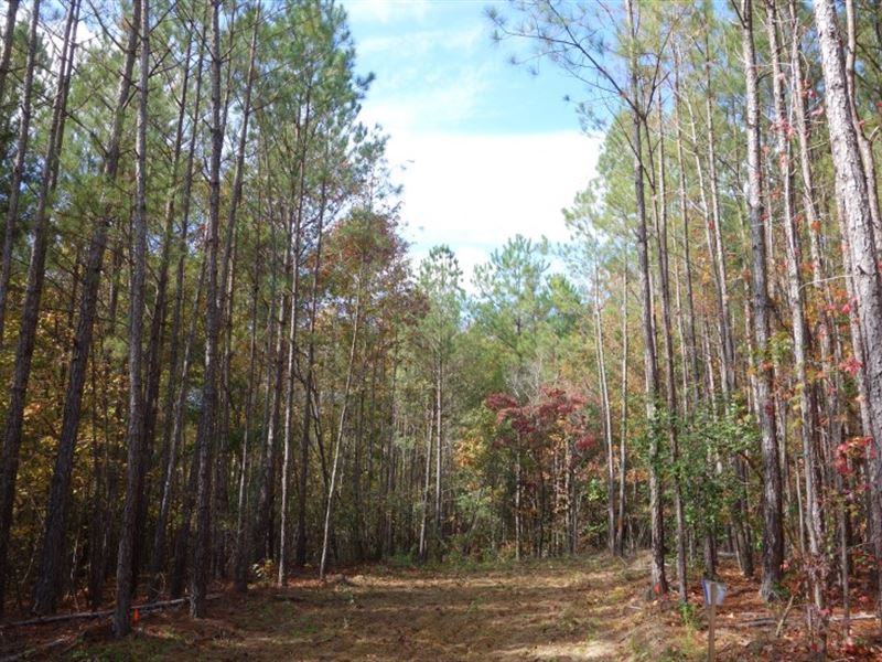 Perc Test Complete, Ready to Build : Pomaria : Newberry County : South Carolina
