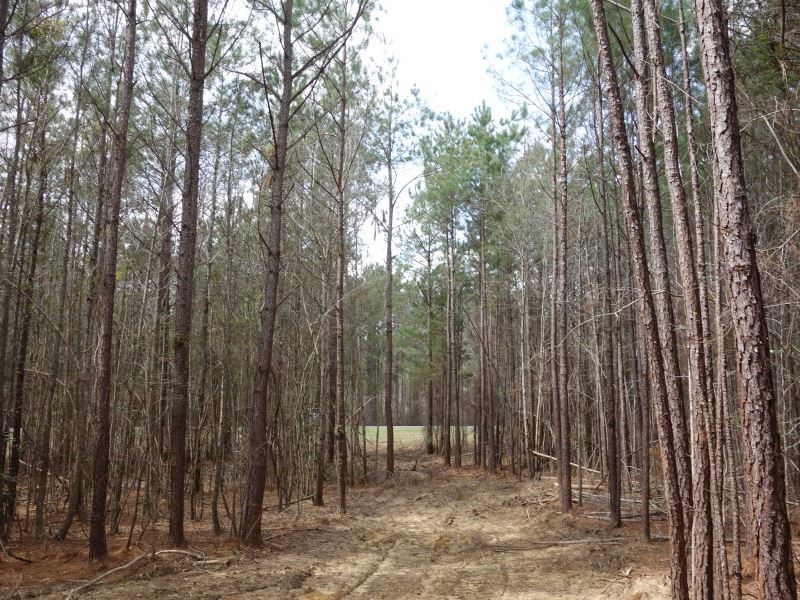 Wooded Acreage Perfect for Building : Pomaria : Newberry County : South Carolina
