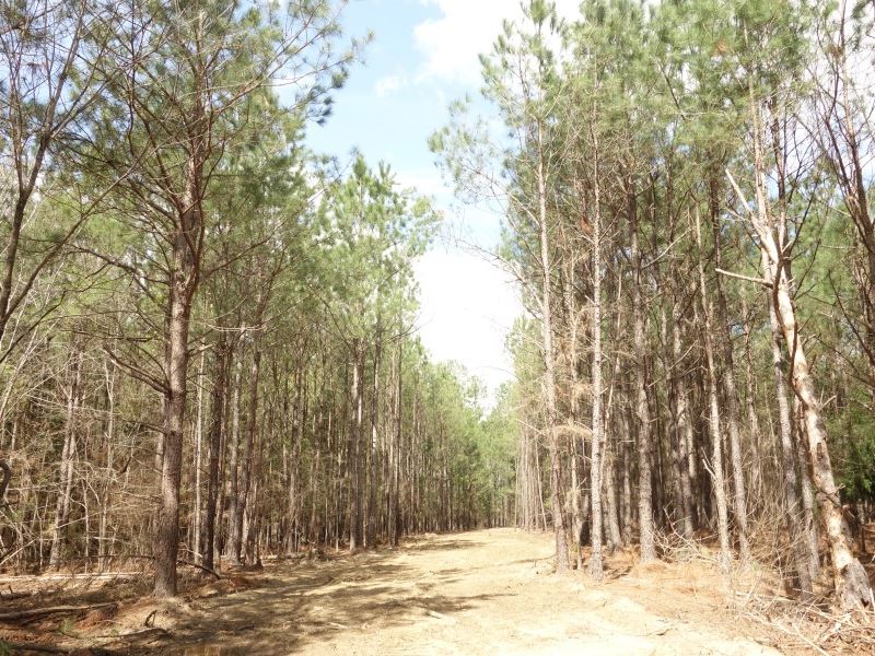 Attractive Homesite in The Country : Pomaria : Newberry County : South Carolina