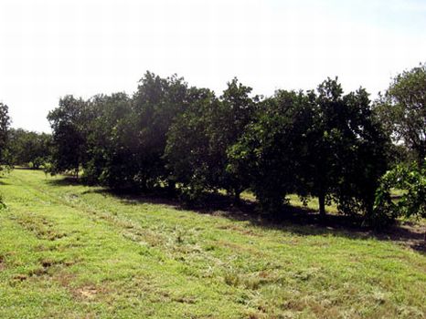 Durrance Valencia Grove : Wauchula : Hardee County : Florida