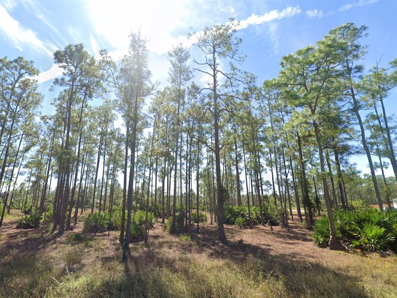 Rare Half Acre in Lehigh Acres : Lehigh Acres : Lee County : Florida