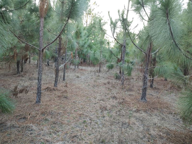 Hwy 131, 18 Acres : Clayton : Barbour County : Alabama