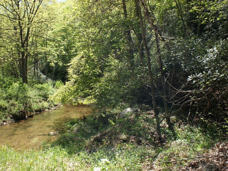Wooded Tract on Little Snake Creek : Hillsville : Carroll County : Virginia