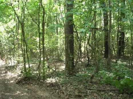 20 Acres : Hazlehurst : Copiah County : Mississippi