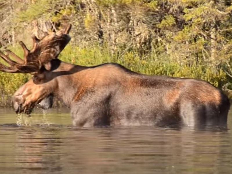 These 2 Waterfront Lots in Alaska : Talkeetna : Matanuska-Susitna Borough : Alaska