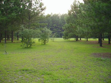 13.9 Acre Mini Farm : Statesboro : Bulloch County : Georgia