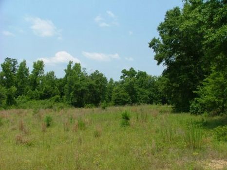 17 +/- Acres : Wrightsville : Johnson County : Georgia