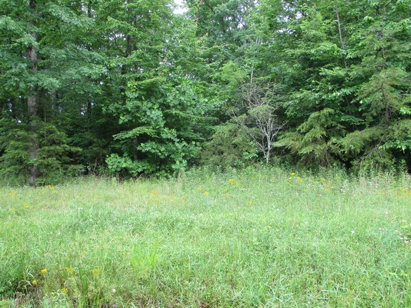 Level Lot, Wooded, Some Restriction : Pikeville : Bledsoe County : Tennessee