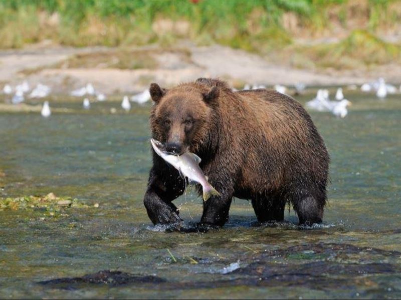 4 Acres on The Ugashik : Pilot Point : Lake And Peninsula Borough : Alaska