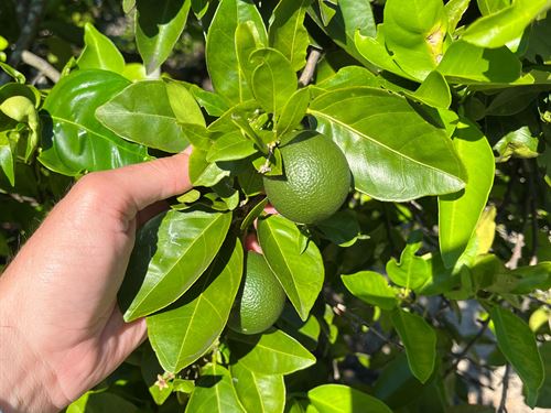 2.91 Acre Orange Grove : Avon Park : Highlands County : Florida
