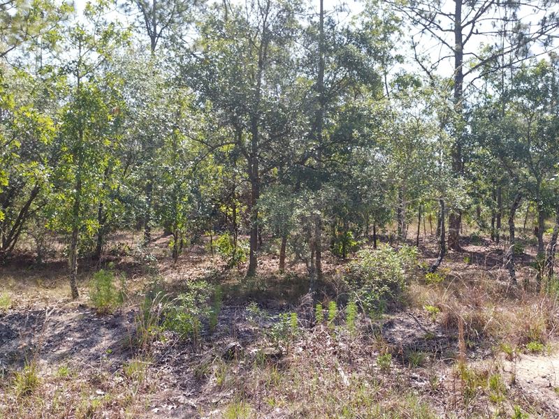 Own This 0.25 Acre in Levy County : Dunnellon : Levy County : Florida