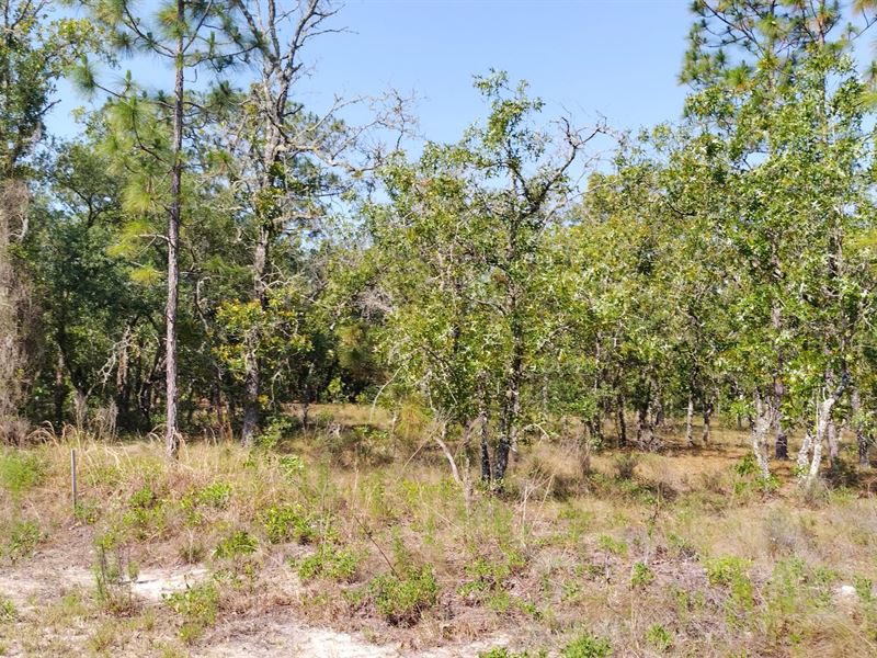 35 Minutes Outside Ocala City : Dunnellon : Levy County : Florida